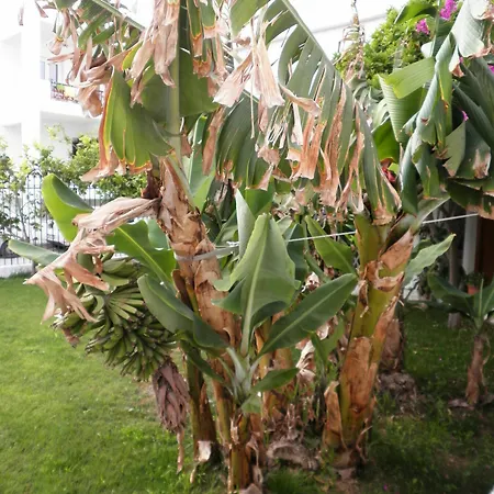 Pensión Rubini Páros